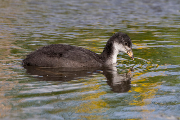 Coot, Worcestershire