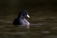 Coot, Forest of Dean, Gloucetsershire