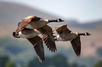 Canada Geeses, Llangorse Lake ,Powys