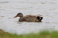 Gadwall, Worcestershire