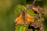 Large Skipper, Knapp and Papermill, Worcestershire