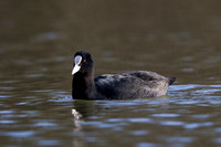 Coot, Forest of Dean, Gloucetsershire