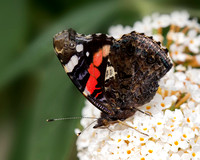Red Admiral , Worcestershire