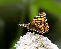 Painted Lady, Worcestershire