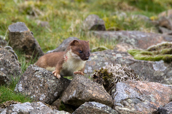 Stoat, Titterstone Clee, Shropshire