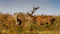 Red Deer, Bradgate Park, Leicestershire