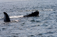 Humpback Whale, Johnstone St. BC