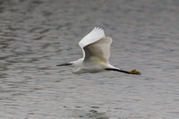Little Egret, Grimley, Worcestershire