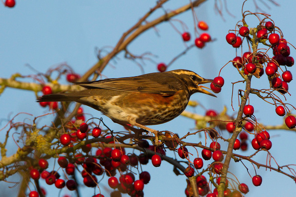 Redwing, Worcestershire