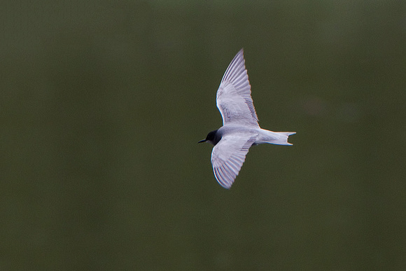 Black Tern,  Upton Warren NR, Worcestershire