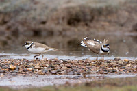 Little Ringed Plover, Worcestershire