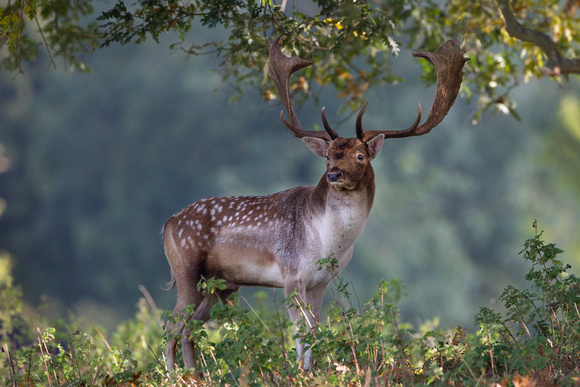 Fallow Deer, Charlecote Park, Warwickshire