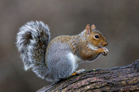 Grey Squirrel, Forest of Dean, Gloucestershire