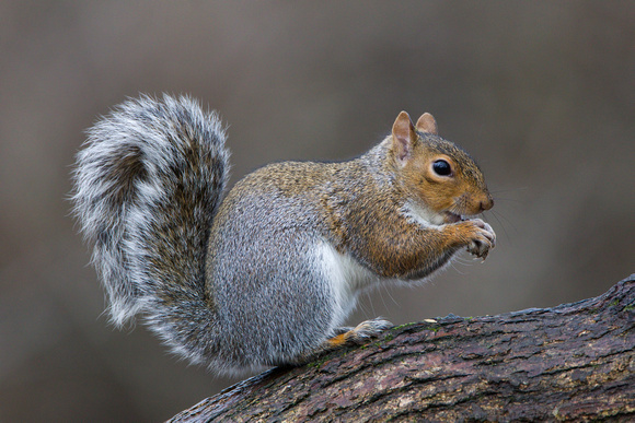 Grey Squirrel, Forest of Dean, Gloucestershire