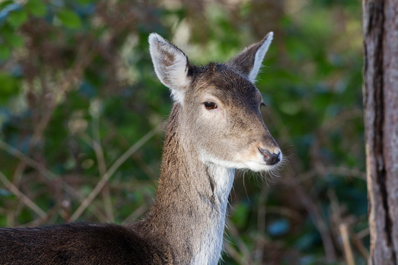 Roe Deer, Alcester, Warwickshire