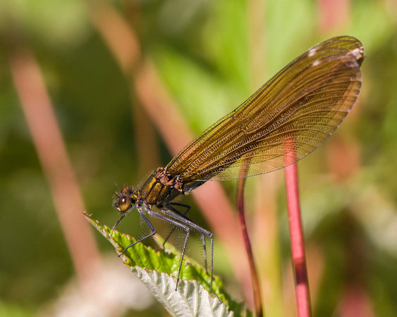 Banded Demoiselle (Female), Knapp and Papermill, Worcestershire