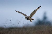 Short Eared Owl, Hawling, Gloucestershire (more from Hawling in Short Eared Owl gallery- Birds)