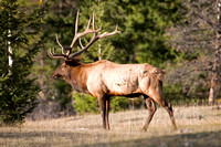 Elk, Jasper NP