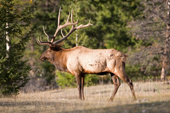 Elk, Jasper NP