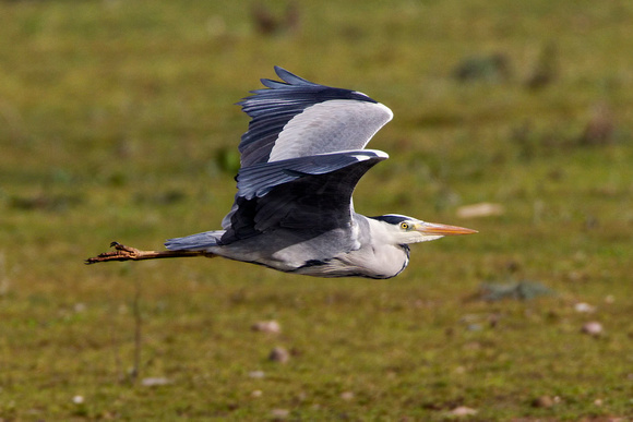 Grey Heron, Grimley,Worcestershire