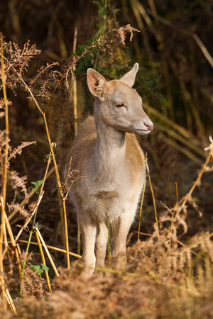 Fallow Deer, Bradgate Park, Leicestershire