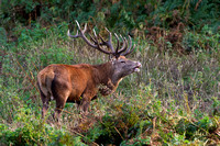 Red Deer, Bradgate Park, Leicestershire