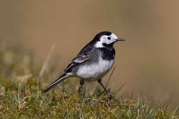 Pied Wagtail, Shropshire