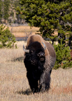 Bison, Yellowstone