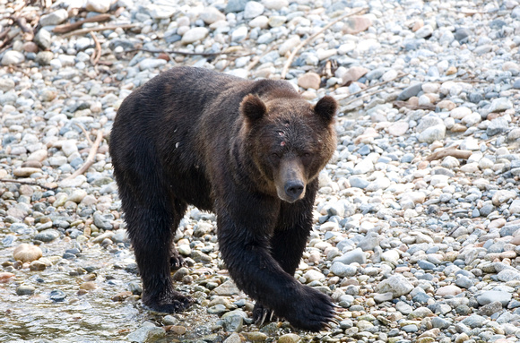 Grizzly Bear, Knight Inlet BC