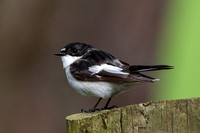Pied Flycatcher, Gilfach, Powys