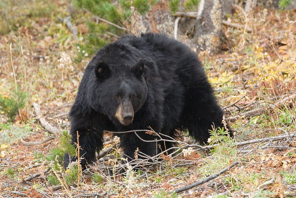 Black Bear, Yellowstone