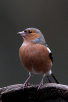 Chaffinch, Forest of Dean, Gloucestershire