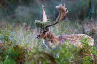 Fallow Deer, Bradgate Park, Leicestershire