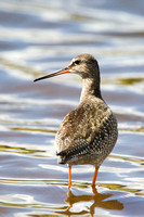 Spotted Redshank, Grimley, Worcestershire