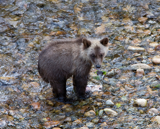 Grizzly Bear, Knight Inlet BC