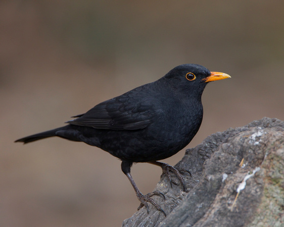 Blackbird, Alcester, Warwickshire