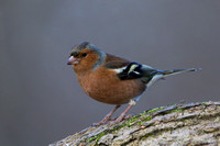 Chaffinch, Forest of Dean, Gloucestershire