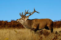 Red Deer, Bradgate Park, Leicestershire, October 2024
