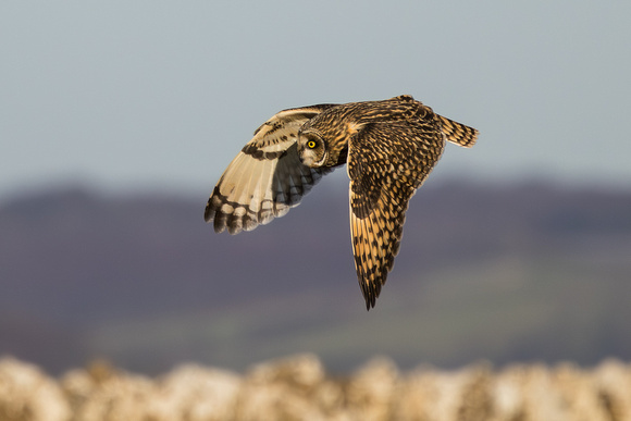 Short Eared Owl, Gloucestershire, 2024