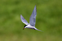 Common Tern, Grimley, Worcestershire