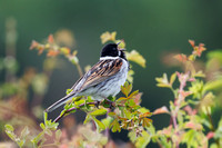 Reed Bunting, Worcestershire