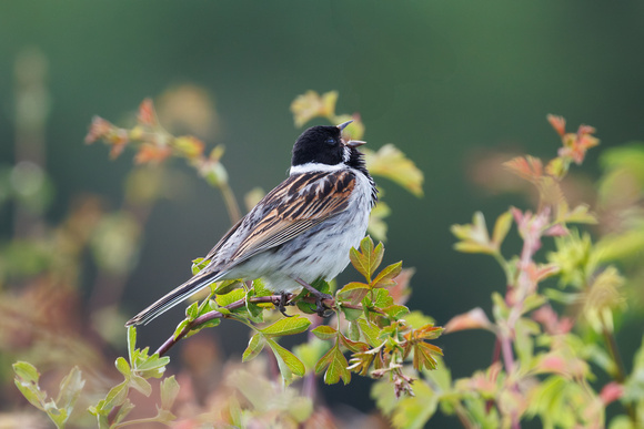 Reed Bunting, Worcestershire