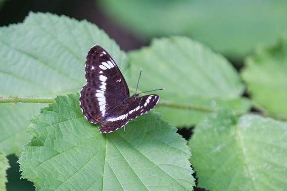 White Admiral, Monkwood, Worcestershire