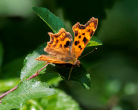Comma, Monkwood,  Worcestershire