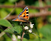 Small Tortoiseshell, Prestbury Hill, Gloucestershire