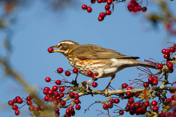 Redwing, Worcestershire