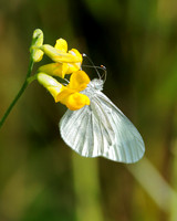 Wood White, Monkwood,  Worcestershire