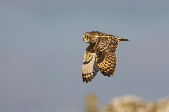 Short Eared Owl, Hawling, Gloucestershire