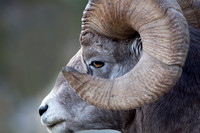 Big Horn Sheep, Jasper NP