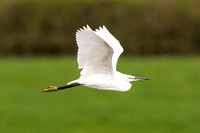 Little Egret, Grimley, Worcestershire